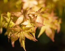 Descubre lo mejor de Bélgica: Turismo y Viaje en turismobelgica.com